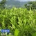 大形佛手种植基地，佛手两年苗，自产自销。
