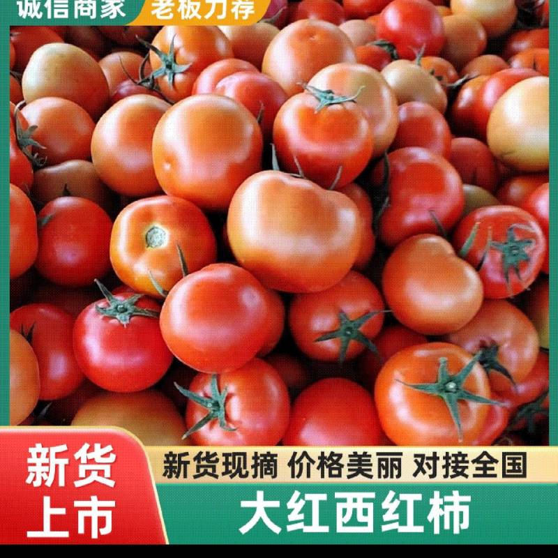 宁夏灵武西红柿代办