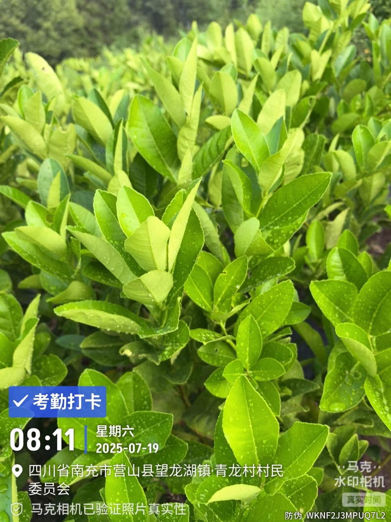 大形佛手种植基地，佛手两年苗，自产自销。