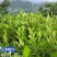 大形佛手种植基地，佛手两年苗，自产自销。