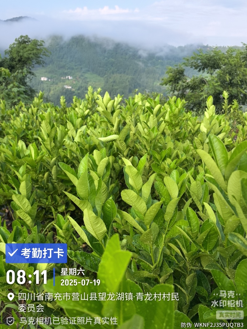 大形佛手种植基地，佛手两年苗，自产自销。