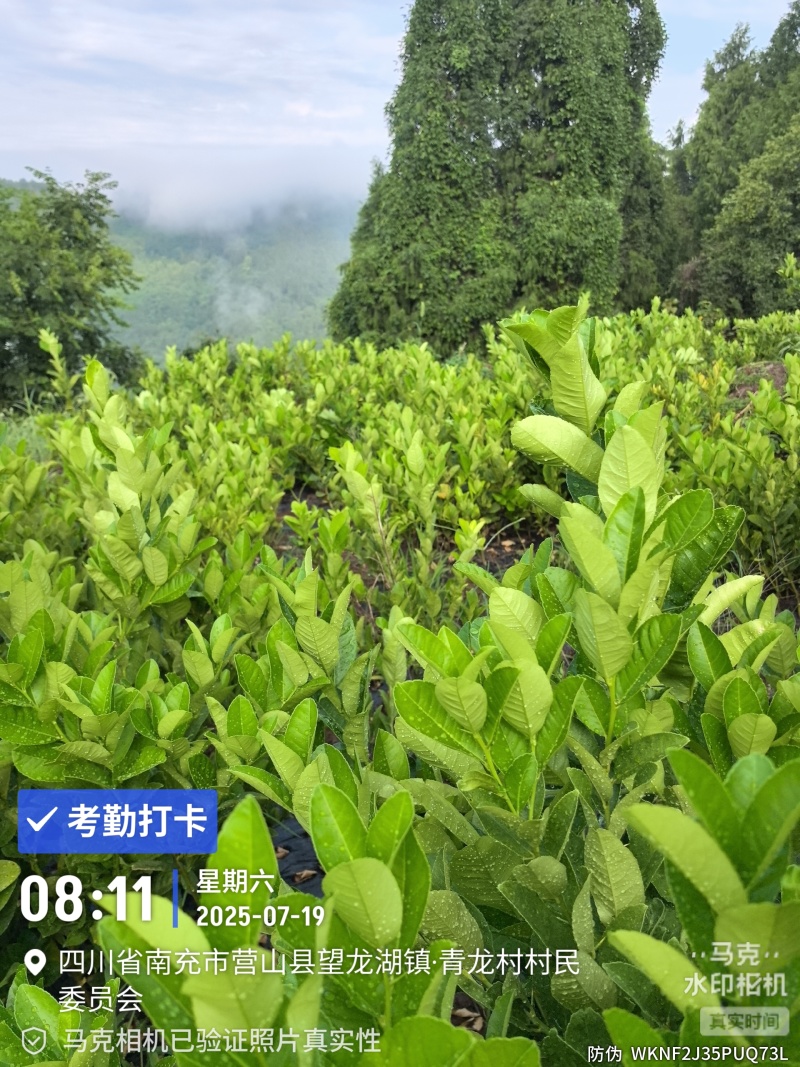 大形佛手种植基地，佛手两年苗，自产自销。