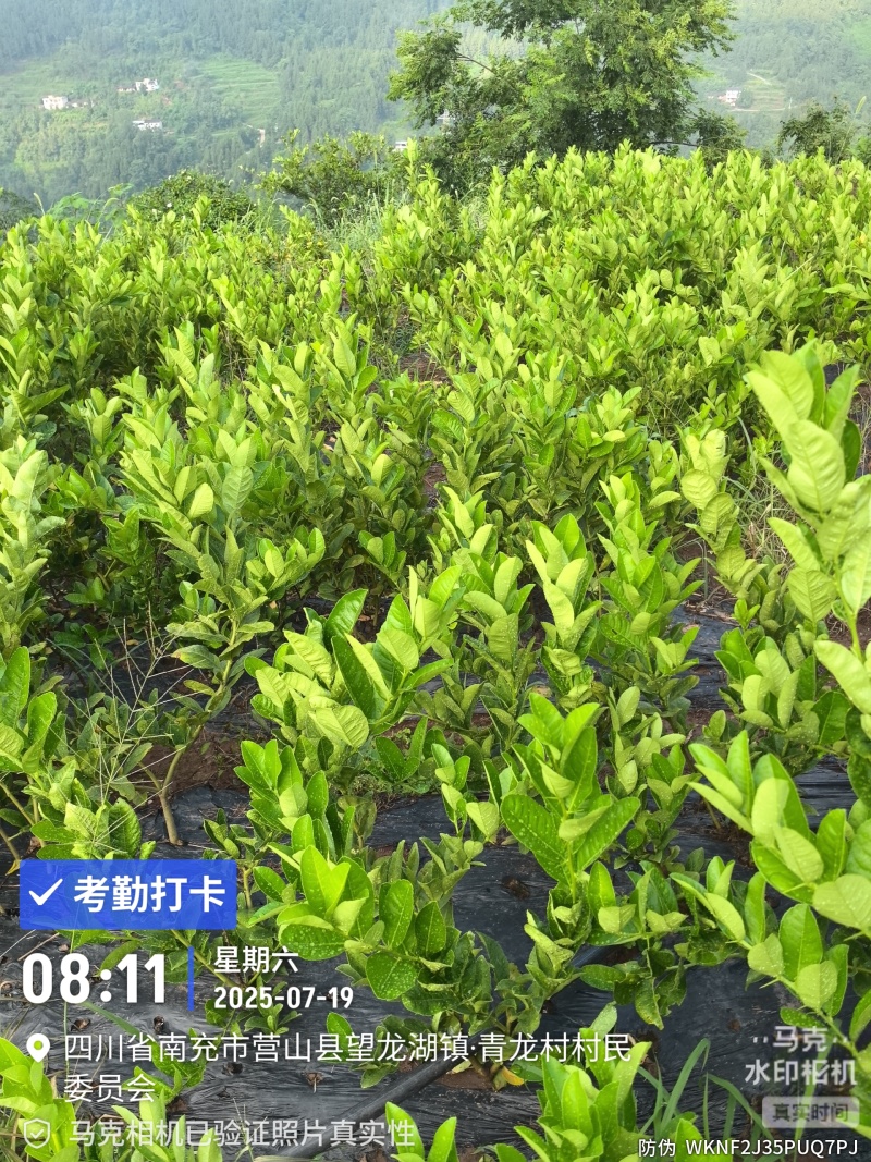 大形佛手种植基地，佛手两年苗，自产自销。