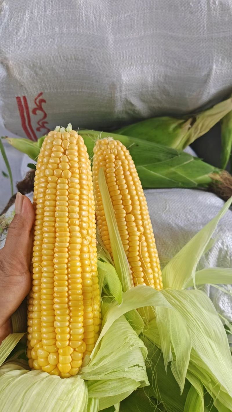 水果玉米甜玉米大量供应可视频看货欢迎来电采购