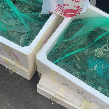 天津七里海河蟹