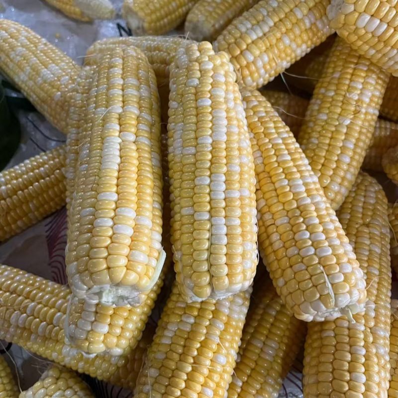 湖北甜玉米双色太阳花花糯甜糯大量供应可视频看货
