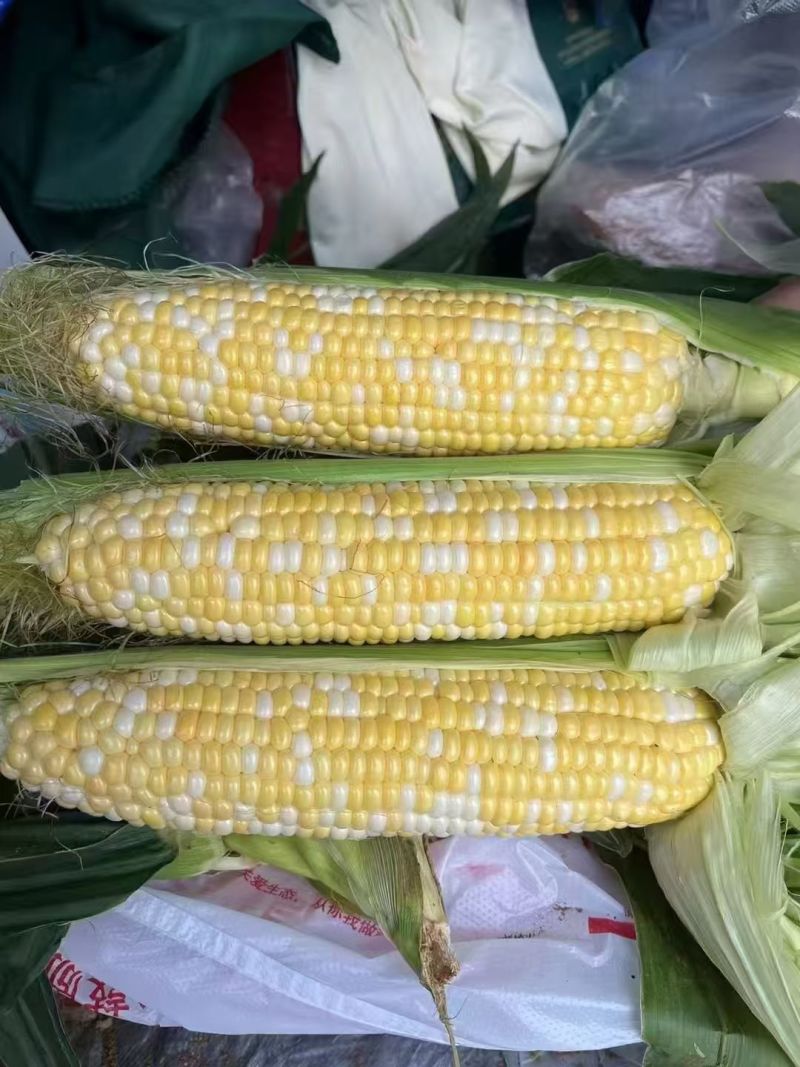 湖北甜玉米双色太阳花花糯甜糯大量供应可视频看货