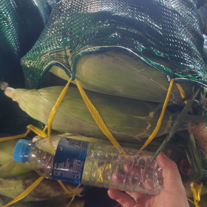 湖北甜玉米双色太阳花花糯甜糯大量供应可视频看货