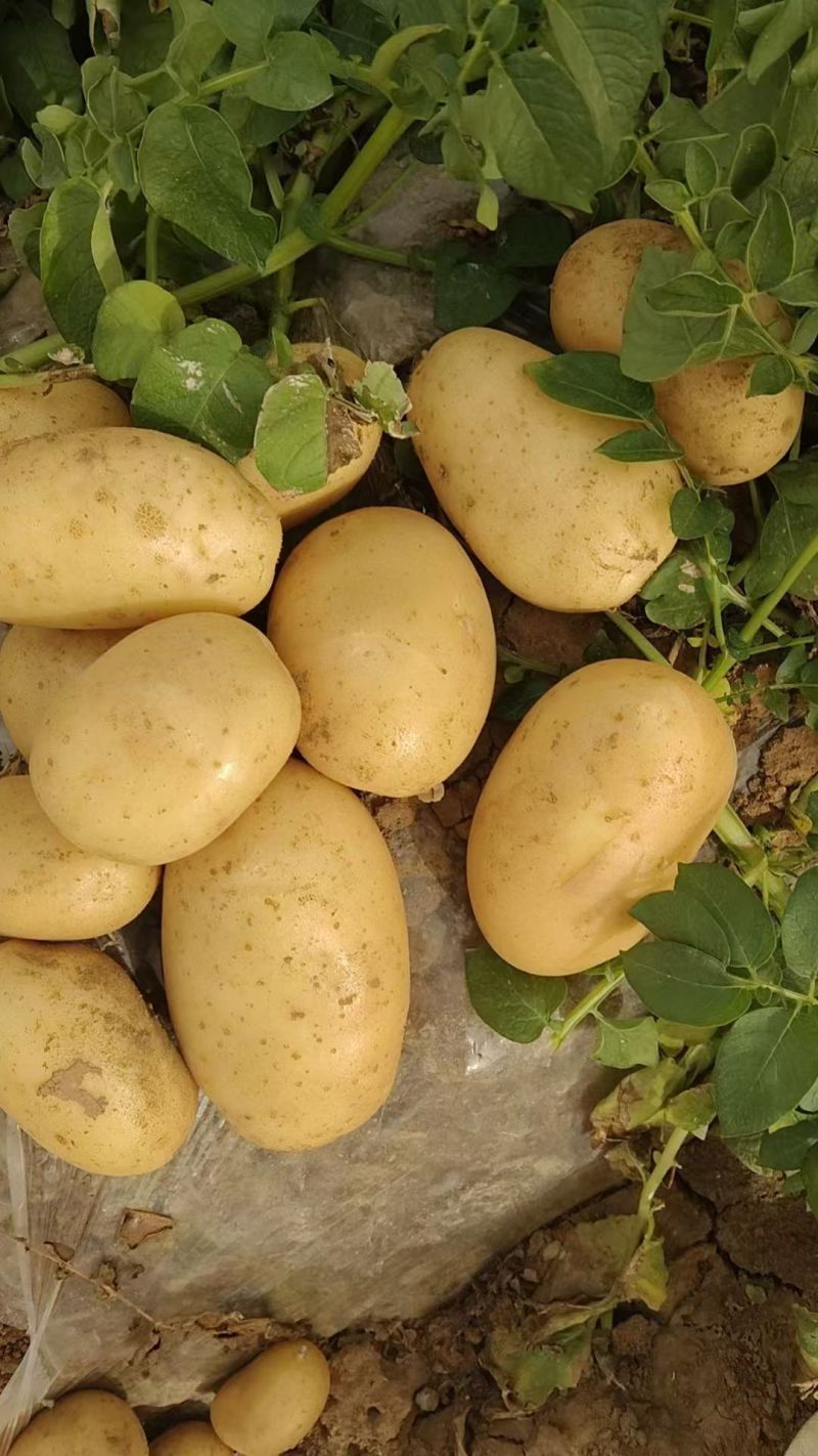 沃土5号精品土豆湖北土豆马铃薯大量供应可视频看货
