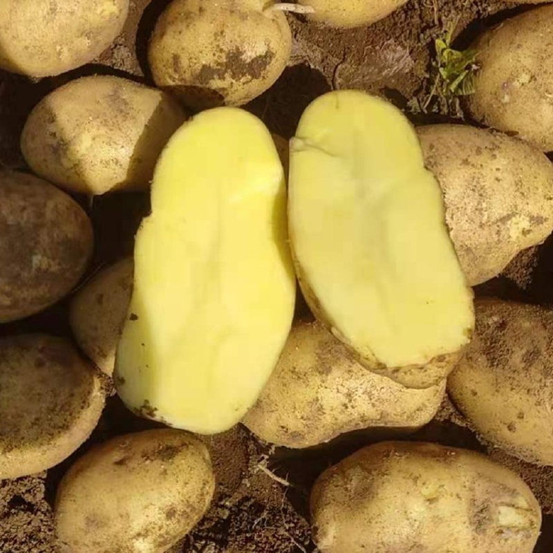 沃土5号精品土豆湖北土豆马铃薯大量供应可视频看货