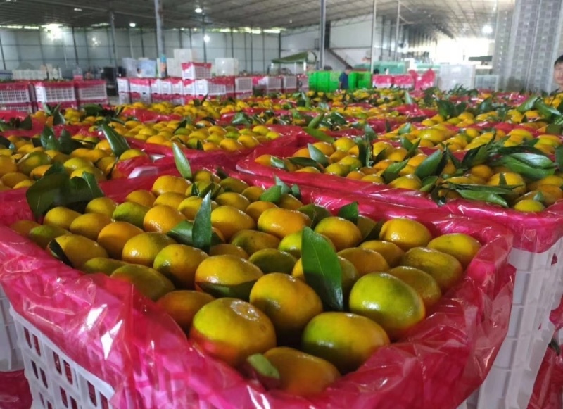 精品湖北蜜橘产地按需供应品质三包果大皮薄纯甜无酸地头采摘