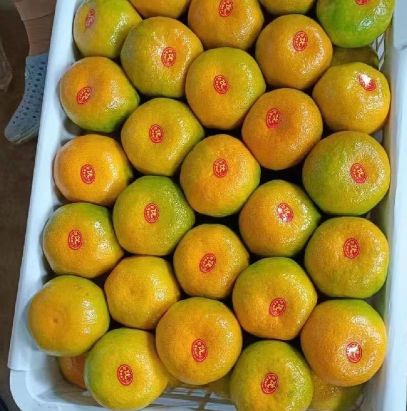 精品湖北蜜橘产地按需供应品质三包果大皮薄纯甜无酸地头采摘