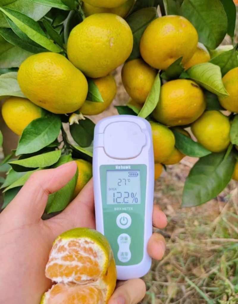 精品湖北蜜橘产地按需供应品质三包果大皮薄纯甜无酸地头采摘