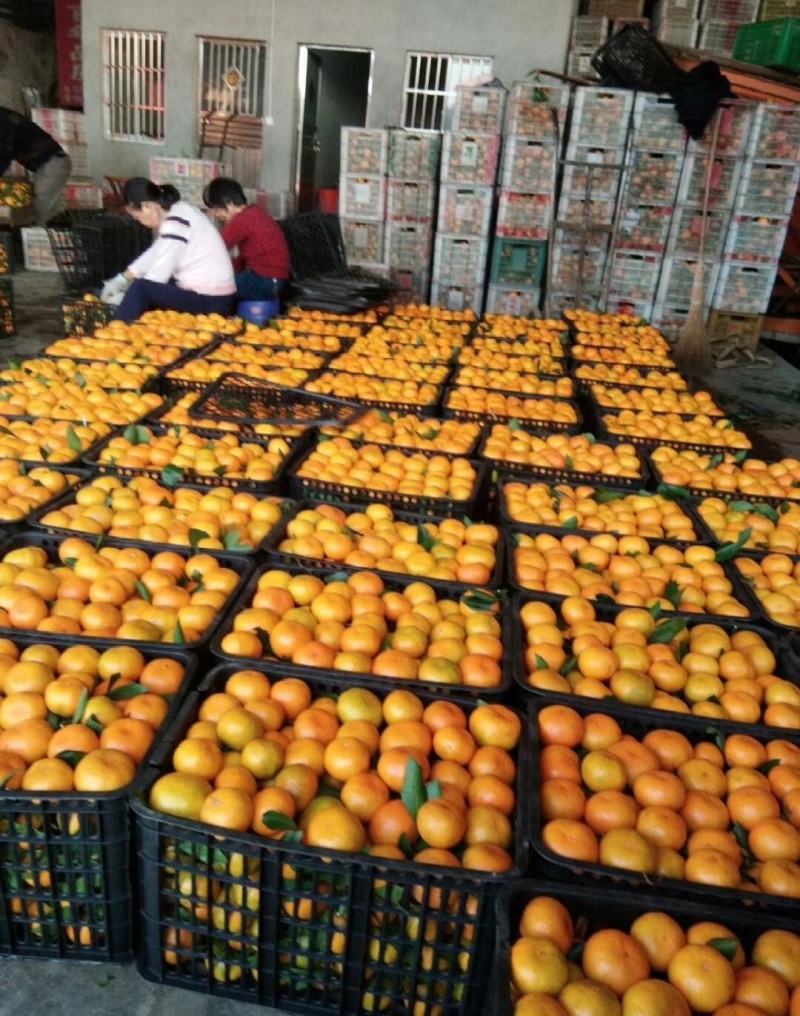 精品湖北蜜橘产地按需供应品质三包果大皮薄纯甜无酸地头采摘