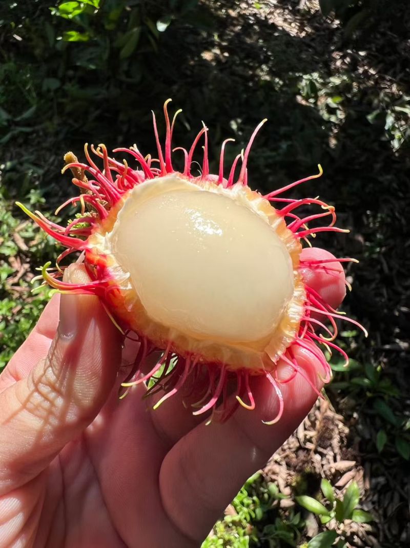 海南红毛丹