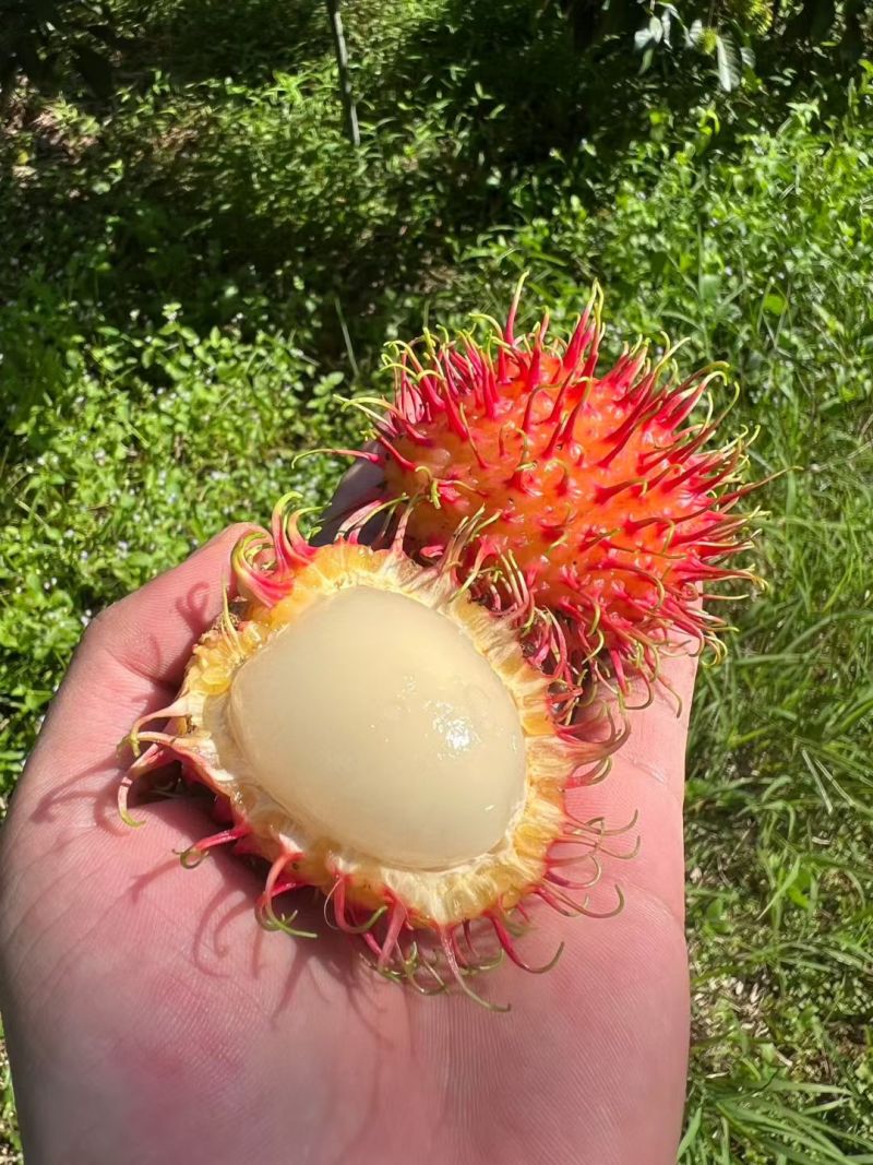 海南红毛丹