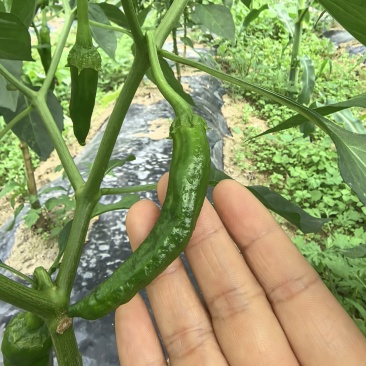 多品种辣椒