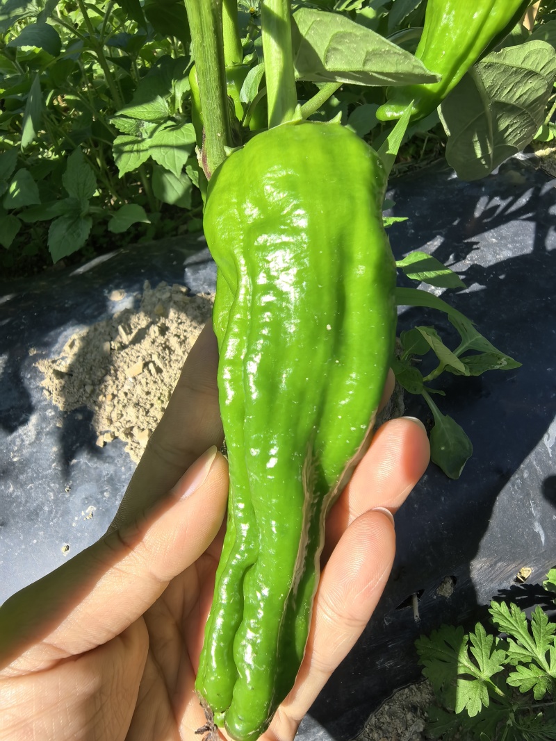 多品种辣椒