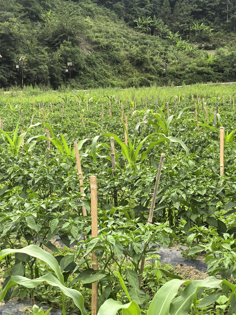 多品种辣椒