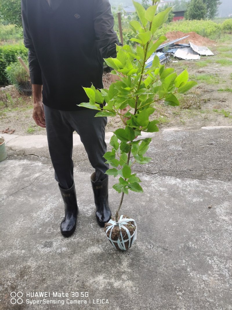 半枫荷扦插枝条、半枫荷嫁接枝条、半枫荷枝条