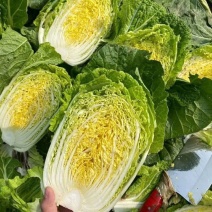 黄心白菜湖北白菜黄心大白菜大量供应可视频看货欢迎来