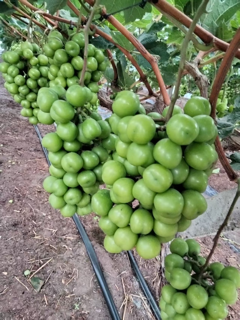阳光玫瑰