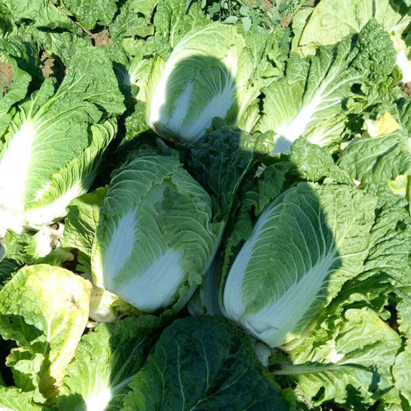 黄心白菜湖北白菜黄心大白菜大量供应可视频看货欢迎来