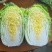 黄心白菜湖北白菜黄心大白菜大量供应可视频看货欢迎来