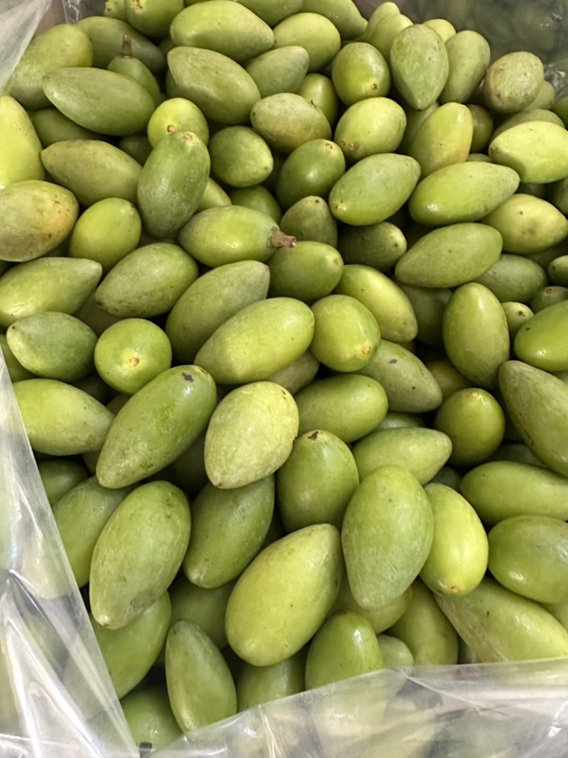 红根橄榄广东红根橄榄品质保证诚信合作欢迎来电