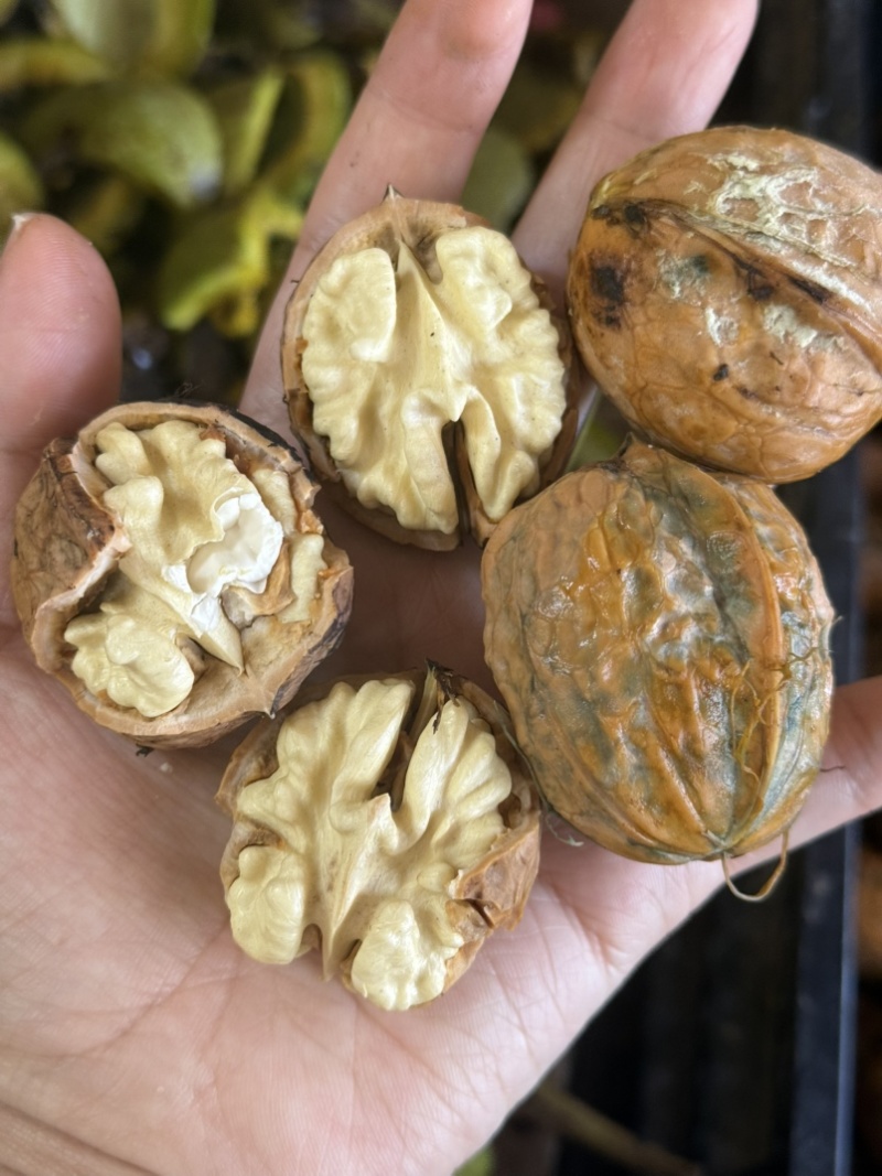 大凉山深山老树核桃