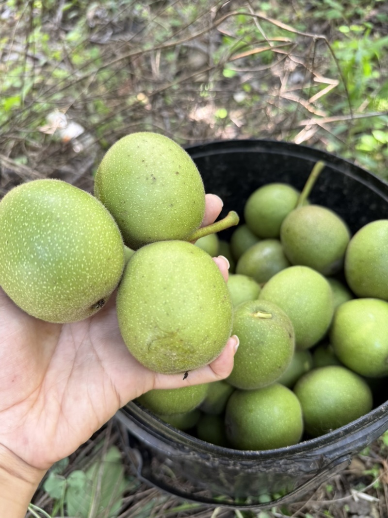 大凉山深山老树核桃