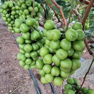 阳光玫瑰