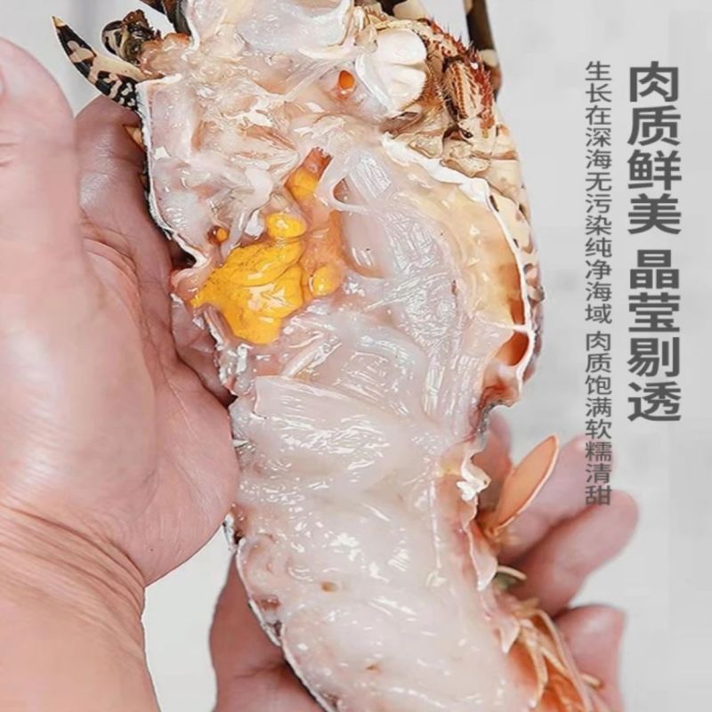 澳洲花龙虾活冻锦绣大花龙鲜活海鲜水产超特大龙虾青龙仔1-