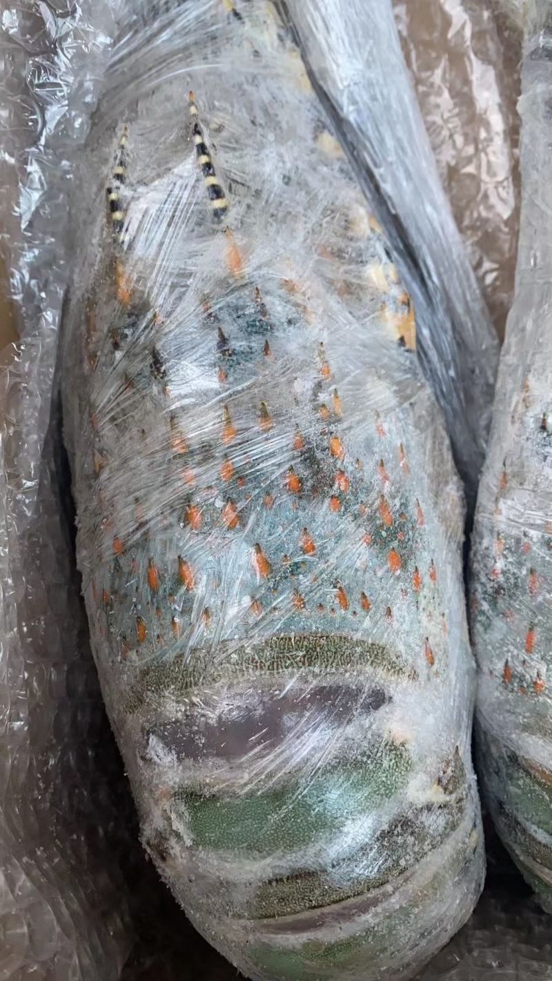 澳洲花龙虾活冻锦绣大花龙鲜活海鲜水产超特大龙虾青龙仔1-