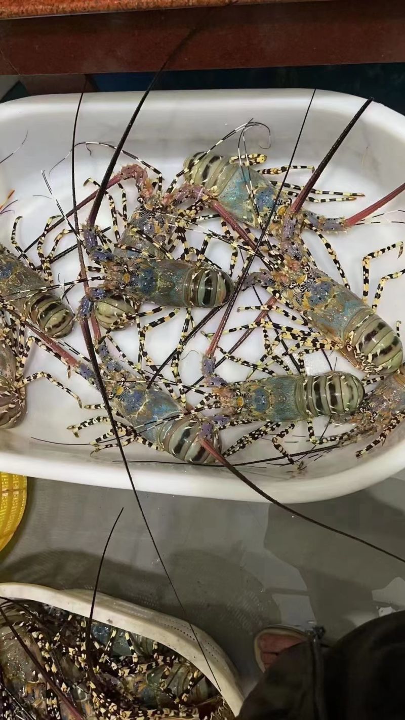 澳洲花龙虾活冻锦绣大花龙鲜活海鲜水产超特大龙虾青龙仔1-