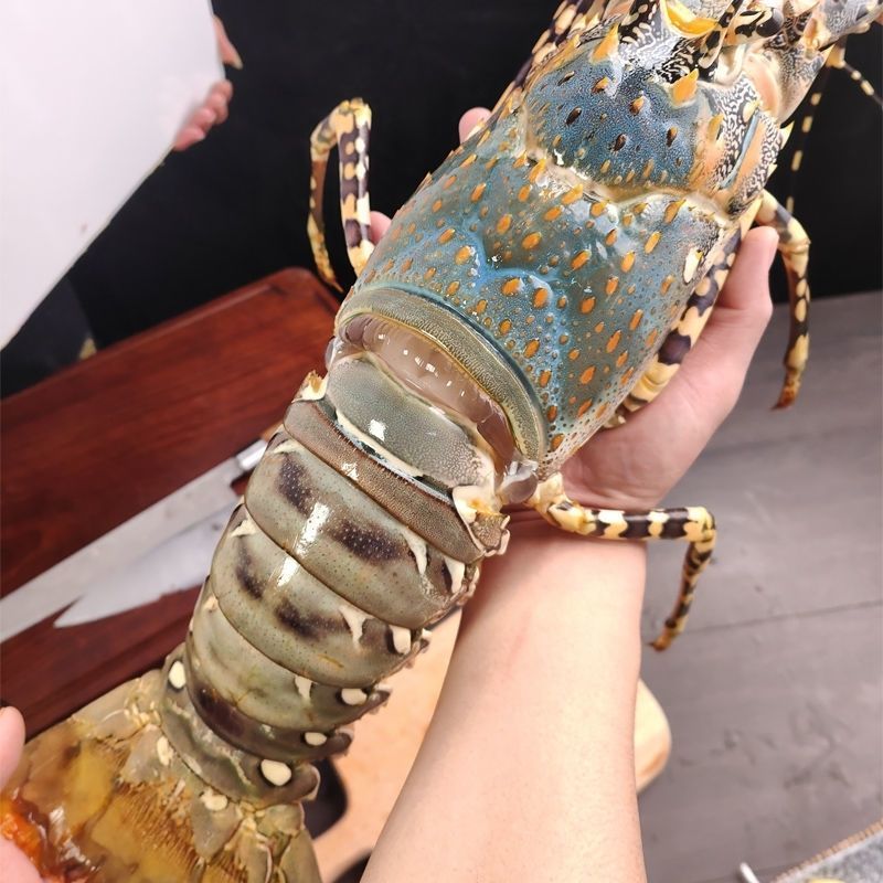 澳洲花龙虾活冻锦绣大花龙鲜活海鲜水产超特大龙虾青龙仔1-