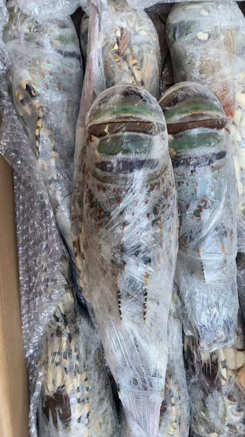 澳洲花龙虾活冻锦绣大花龙鲜活海鲜水产超特大龙虾青龙仔1-