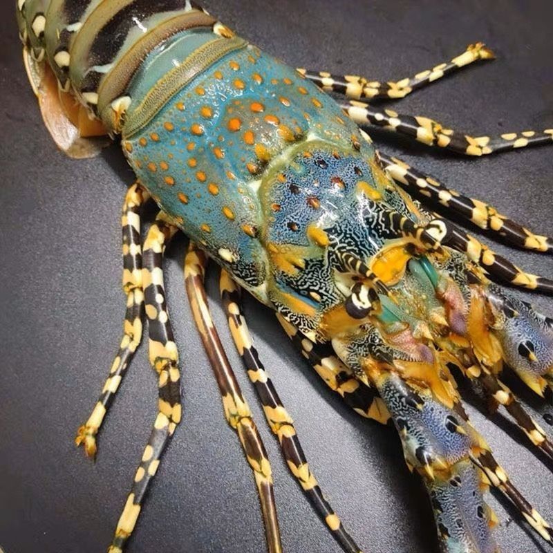 澳洲花龙虾活冻锦绣大花龙鲜活海鲜水产超特大龙虾青龙仔1-