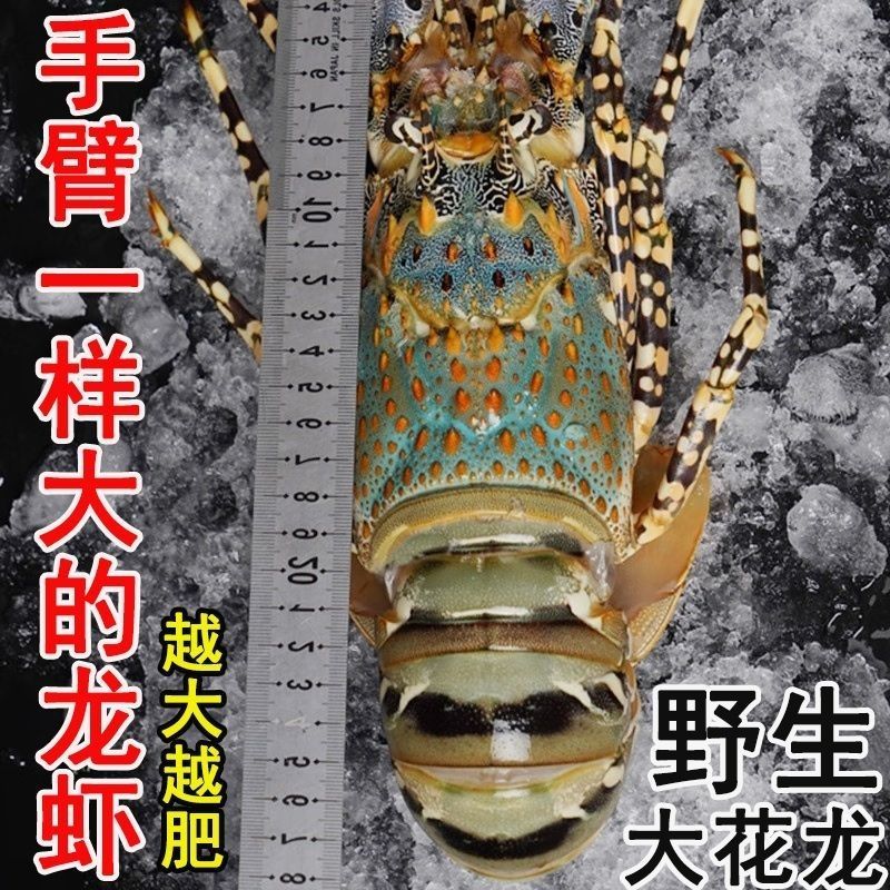澳洲花龙虾活冻锦绣大花龙鲜活海鲜水产超特大龙虾青龙仔1-