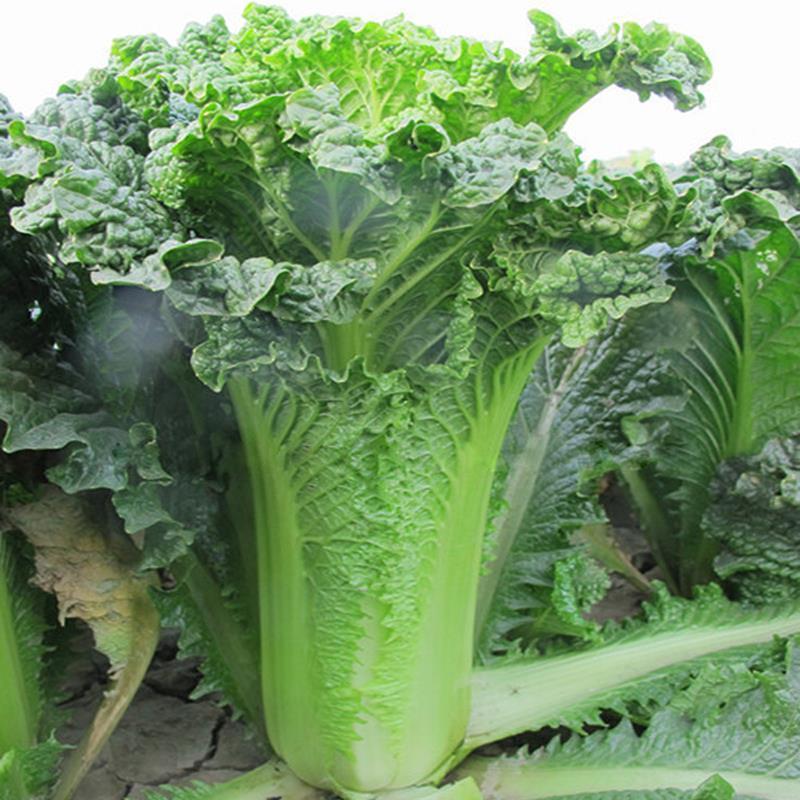 麻叶青白菜毛白菜大量供应可视频看货欢迎来电采购