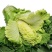 麻叶青白菜毛白菜大量供应可视频看货欢迎来电采购