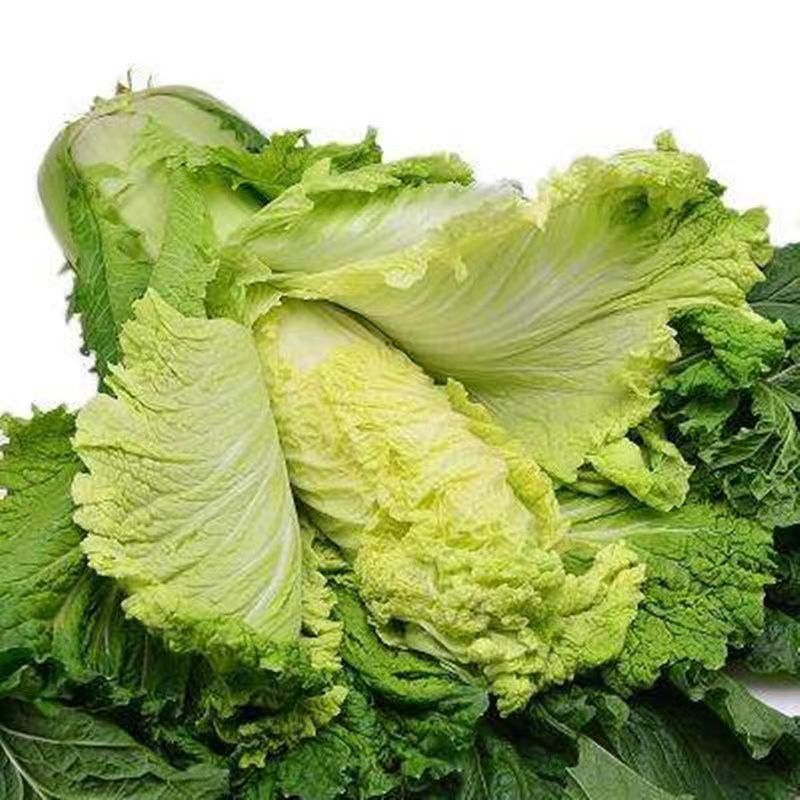 麻叶青白菜毛白菜大量供应可视频看货欢迎来电采购