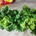 麻叶青白菜毛白菜大量供应可视频看货欢迎来电采购