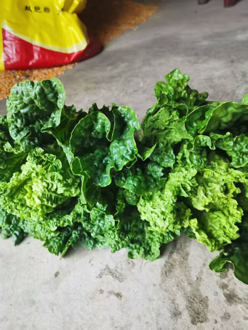 麻叶青白菜毛白菜大量供应可视频看货欢迎来电采购