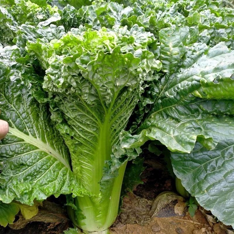 麻叶青白菜毛白菜大量供应可视频看货欢迎来电采购