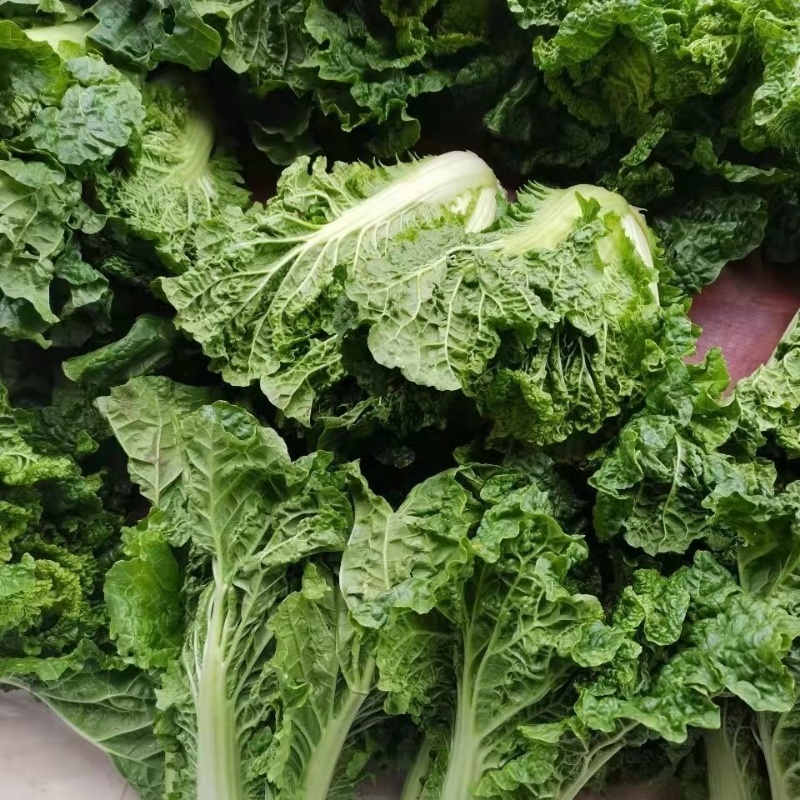 麻叶青白菜毛白菜大量供应可视频看货欢迎来电采购