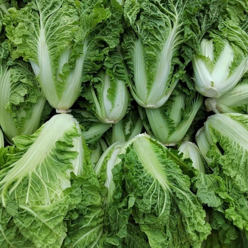 麻叶青白菜毛白菜大量供应可视频看货欢迎来电采购