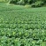 麻叶青白菜毛白菜大量供应可视频看货欢迎来电采购
