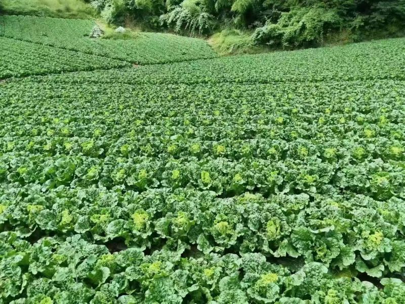 麻叶青白菜毛白菜大量供应可视频看货欢迎来电采购