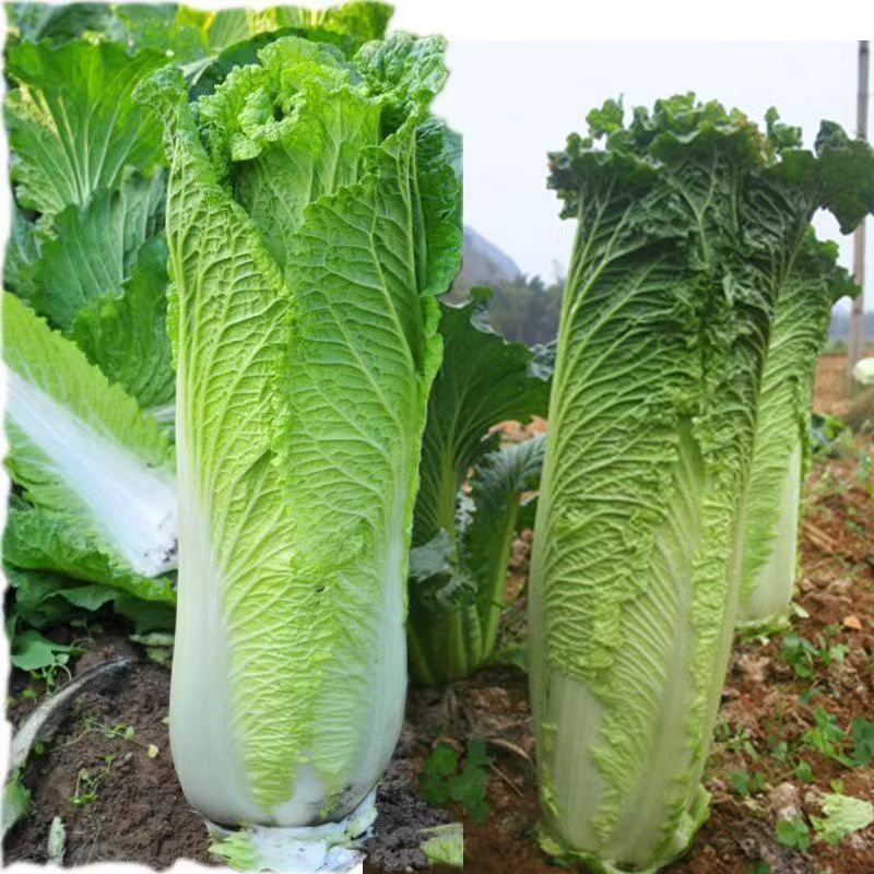 麻叶青白菜毛白菜大量供应可视频看货欢迎来电采购